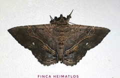 Phaeoblemma albipuncta