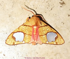 Zatrephes trailii