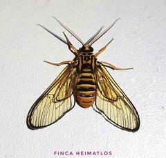 Gymnelia