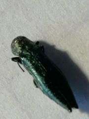 Agrilus suvorovi
