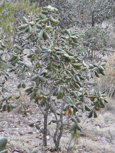 Quercus urbani