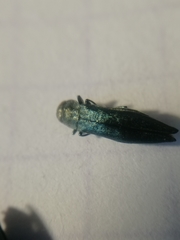 Agrilus suvorovi