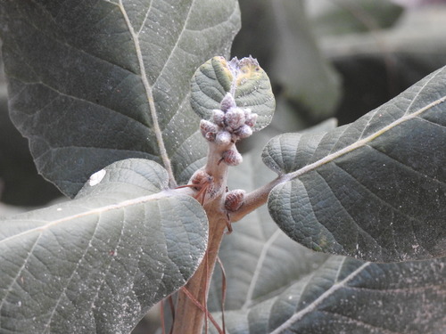 Quercus urbani