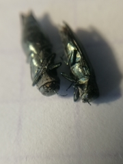 Agrilus suvorovi