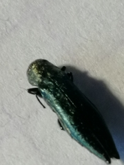 Agrilus suvorovi