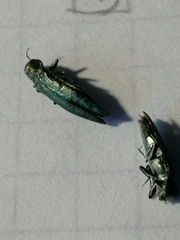 Agrilus suvorovi