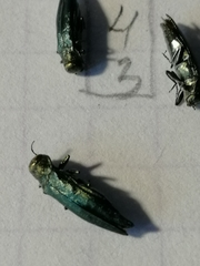 Agrilus suvorovi