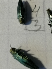 Agrilus suvorovi