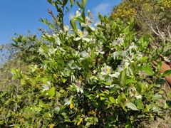 Capparis brevispina