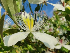 Capparis brevispina