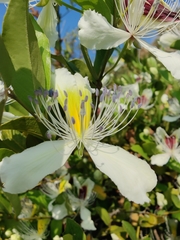 Capparis brevispina