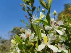 Capparis brevispina