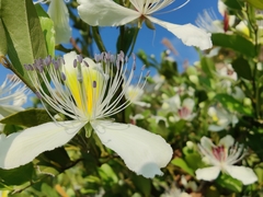 Capparis brevispina