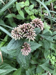 Eupatorium kiirunense