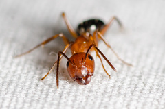 Camponotus discolor