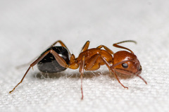 Camponotus discolor