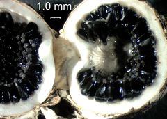 Schenella pityophila