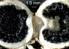 Schenella pityophila