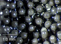 Schenella pityophila