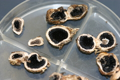 Schenella pityophila