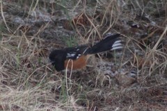 Pipilo maculatus curtatus