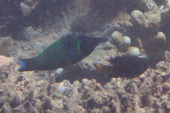 Neoglyphidodon nigroris