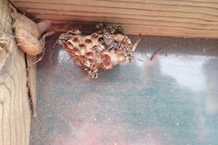 Mischocyttarus pallidipectus