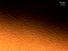 Schenella pityophila