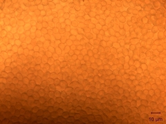 Schenella pityophila