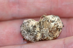 Schenella pityophila