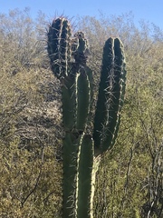 Neoraimondia herzogiana