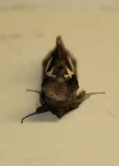 Antiophlebia bracteata