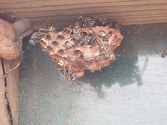 Mischocyttarus pallidipectus