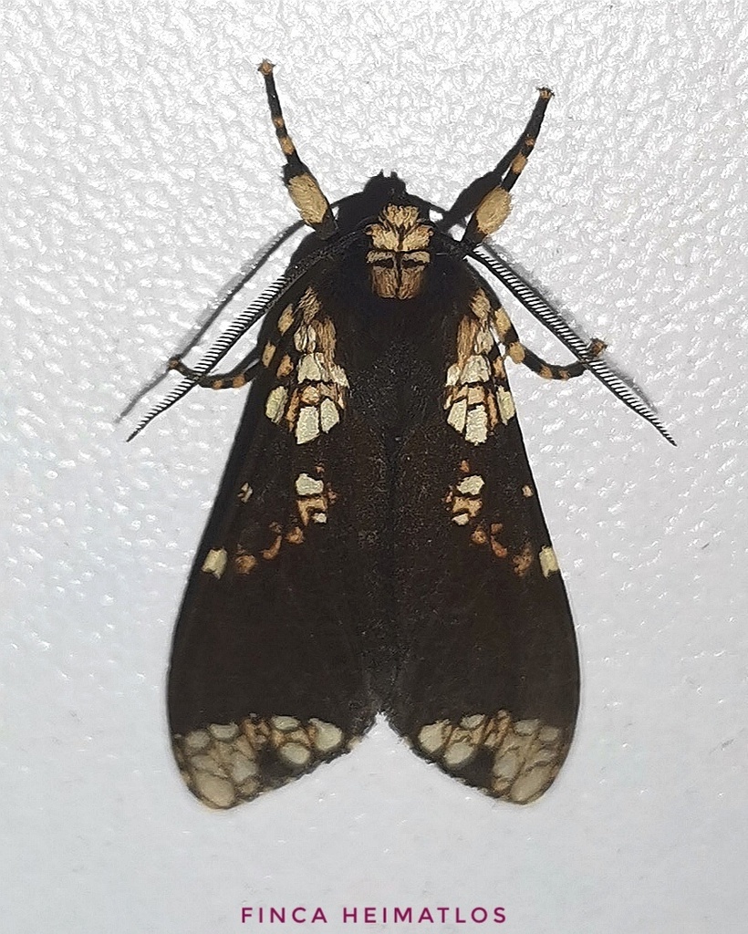 Aemilia affinis