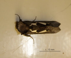Antiophlebia bracteata