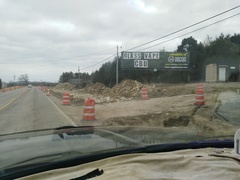 Silphium terebinthinaceum