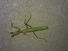 Iris oratoria