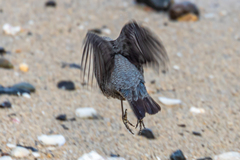 Monticola solitarius philippensis