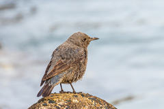 Monticola solitarius philippensis