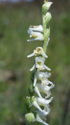 Spring ladies-tresses Spiranthes vernalis spiral white flowers, Florida