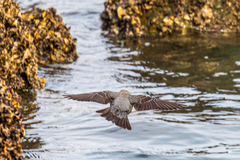 Monticola solitarius philippensis