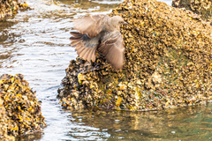 Monticola solitarius philippensis