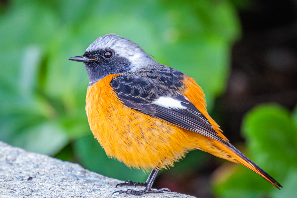 Daurian Redstart photo
