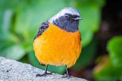 Phoenicurus auroreus auroreus