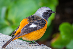 Phoenicurus auroreus auroreus