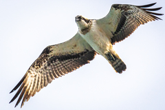 Pandion haliaetus haliaetus