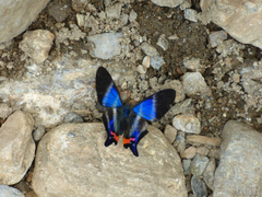 Rhetus dysonii