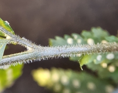 Parapolystichum microsorum pentangulare