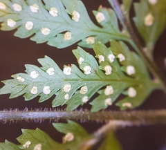 Parapolystichum microsorum pentangulare