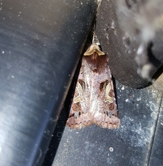 Cerastis enigmatica